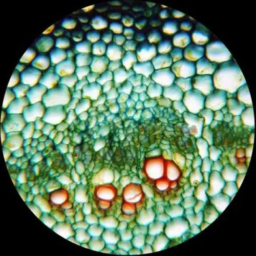 AmScope 25pc Prepared Glass Microscope Slides in Plastic Case with Plant, Fungus, Insect and Mammal Specimens
